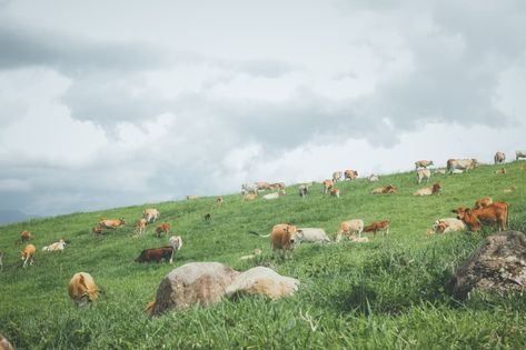 grass cattle.jpeg